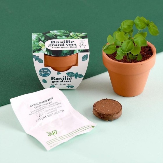 Mini kit 6 cm - Basilic