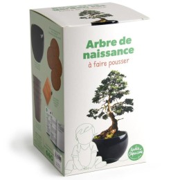Kit arbre de naissance - Cèdre