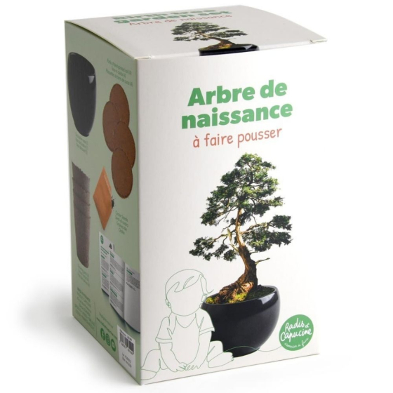 Kit arbre de naissance - Cèdre