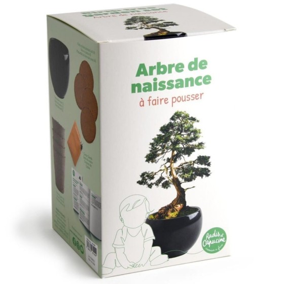 Kit arbre de naissance - Cèdre
