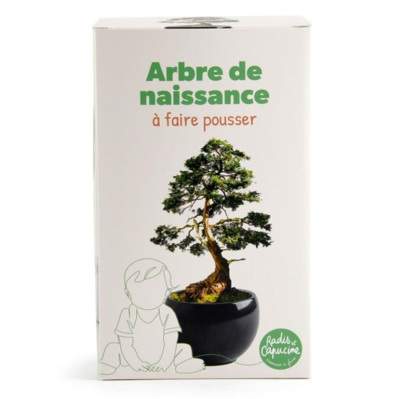 Kit arbre de naissance - Cèdre