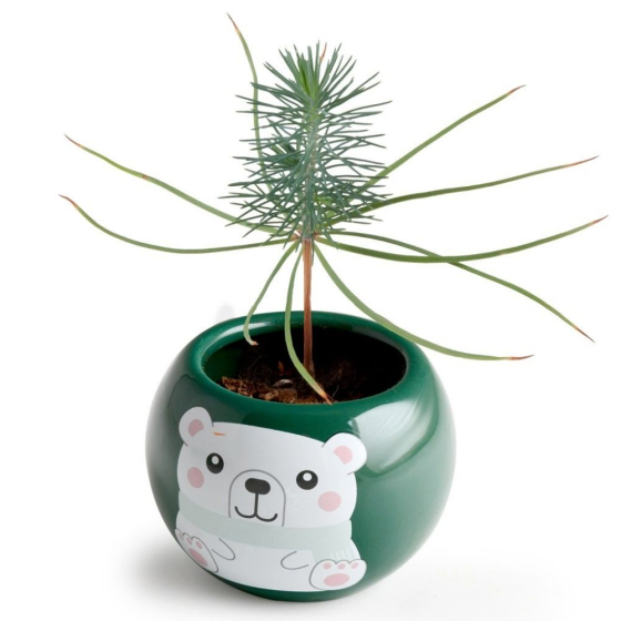 Maison sapin noël - Epicea