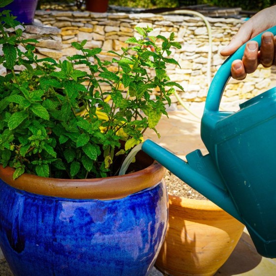 Nématodes HB anti vers blancs 25M - 50m²