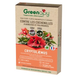 25 coccinelles anti cochenilles