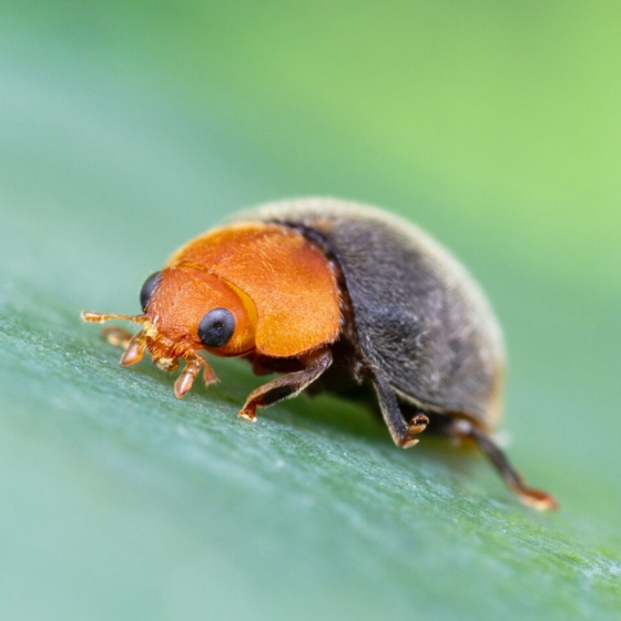 25 coccinelles anti cochenilles