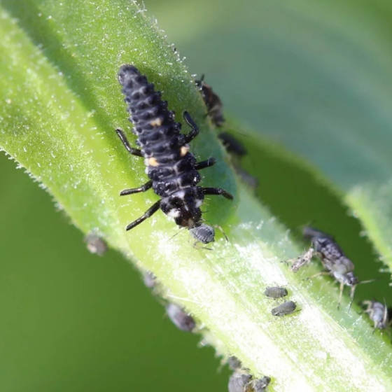 50 larves coccinelles anti-pucerons - Coccifly