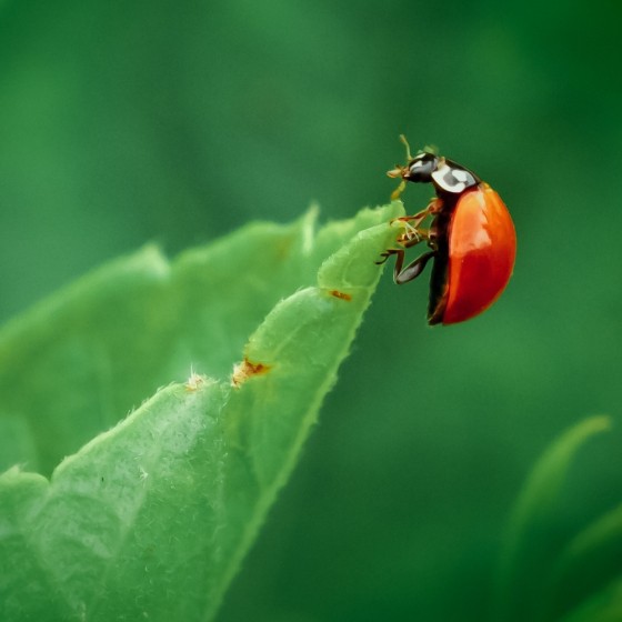 20 coccinelles adultes anti-pucerons - Coccifly