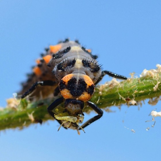 30 larves coccinelles anti-pucerons - Coccilaure