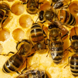 Cocons d'abeilles pollinisatrices (x20-30 env)