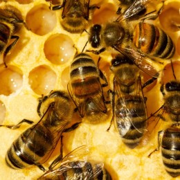 Cocons d'abeilles pollinisatrices (x20-30 env)