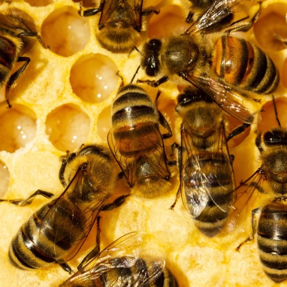 Cocons d'abeilles pollinisatrices (x20-30 env)