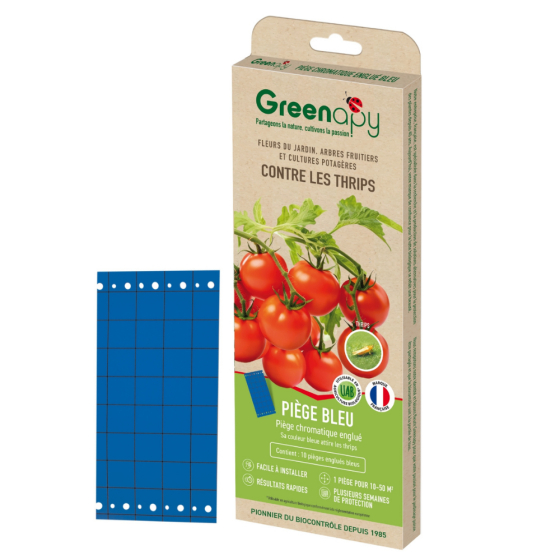 Piège englué chromatique bleues