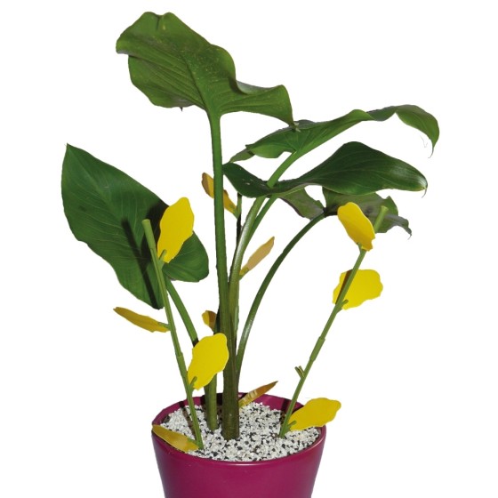Piège englué floral anti insectes