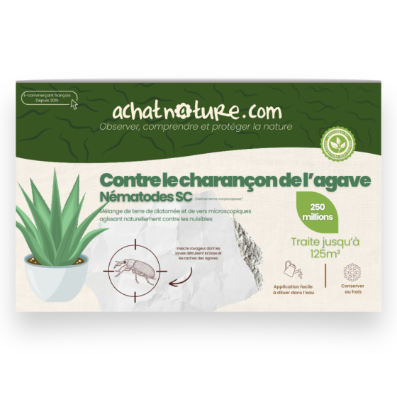 Nématodes SC contre charançon de l'agave - 250 millions - 125 m²
