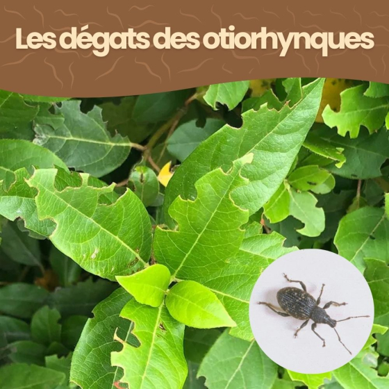 Nématodes HB contre otiorhynques - 50 millions - 100 m²