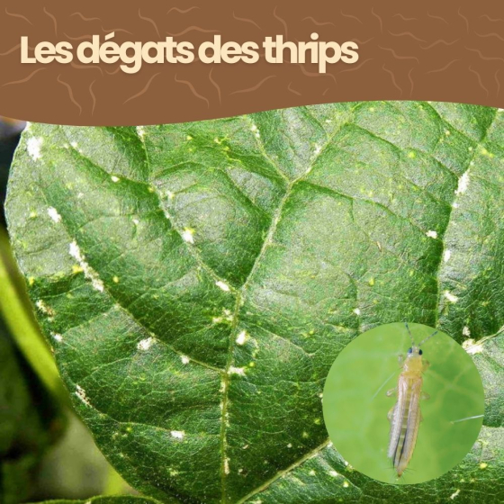 Nématodes SF contre thrips - 5 millions - 25 pots