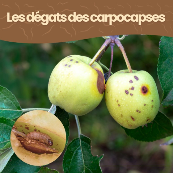 Nématodes SF contre carpocapses de la pomme, poire et noix - 250M - 100 arbres