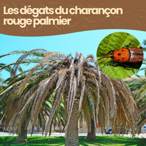 Nématodes SC contre charançon rouge du palmier - 50 millions - 2 à 4 palmiers
