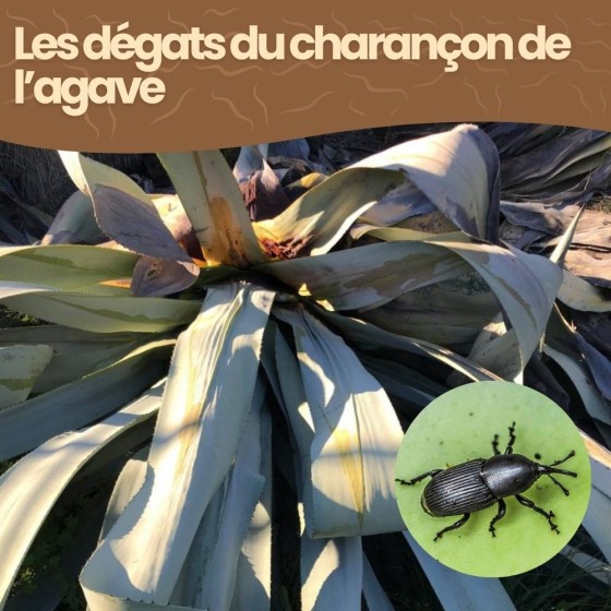 Nématodes SC contre charançon de l'agave - 500 millions - 250 m²