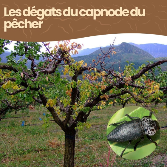 Nématodes SC contre capnode du pêcher - 100 millions - 20 arbres