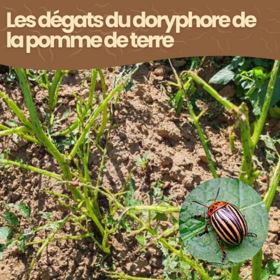 Nématodes SC contre doryphore de la pomme de terre - 5 millions - 10 m²