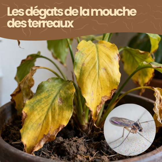Nématodes SF contre mouches des terreaux (3 millions) + 10x pièges jaunes