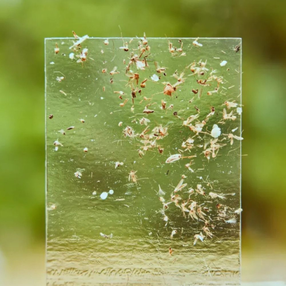 Recharge 10 papiers collants Hexa catch