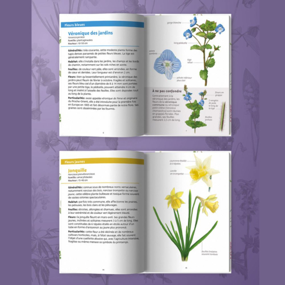 Les petits livres de la nature - Fleurs du printemps