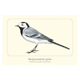 Bergeronnette grise - Carte postale pédagogique