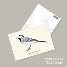 Bergeronnette grise - Carte postale pédagogique