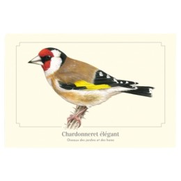 Chardonneret élégant - Carte postale pédagogique