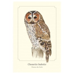 Chouette hulotte - Carte postale pédagogique