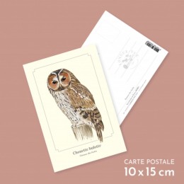Chouette hulotte - Carte postale pédagogique