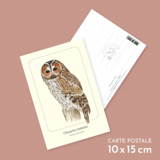 Chouette hulotte - Carte postale pédagogique