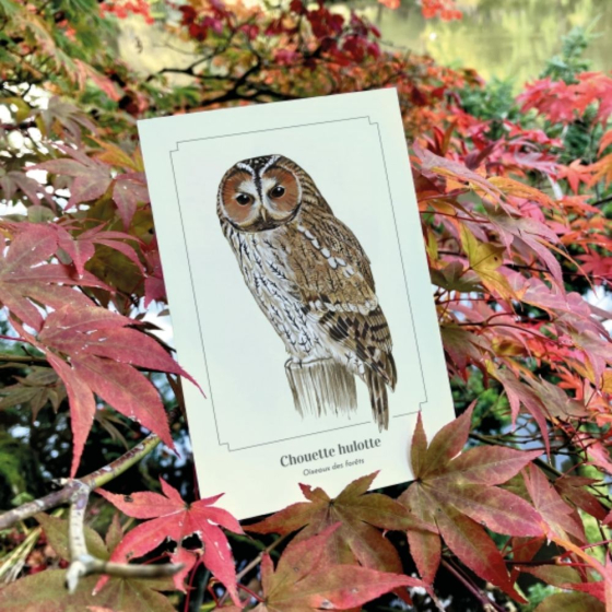 Chouette hulotte - Carte postale pédagogique