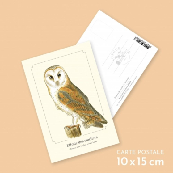 Effraie des clochers - Carte postale pédagogique