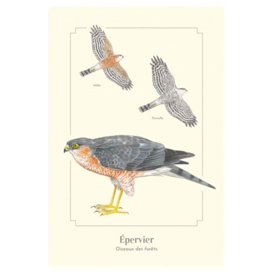 Épervier d'Europe - Carte postale pédagogique