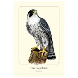 Faucon pèlerin - Carte postale pédagogique