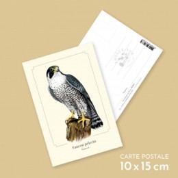 Faucon pèlerin - Carte postale pédagogique