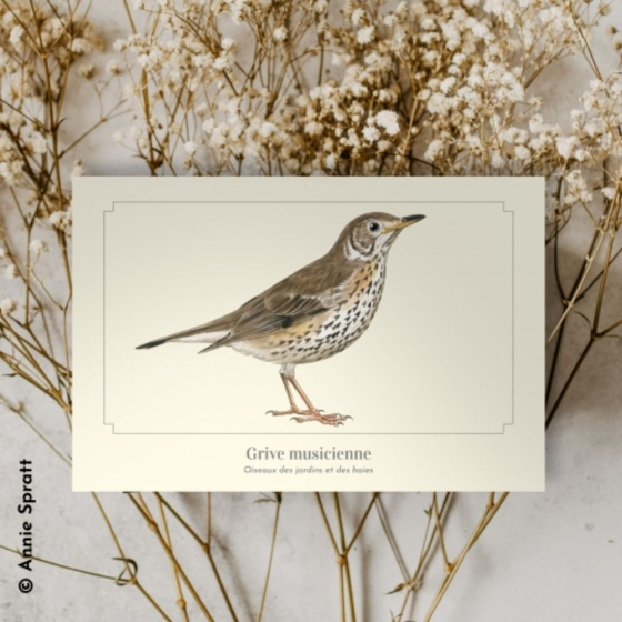 Grive musicienne - Carte postale pédagogique