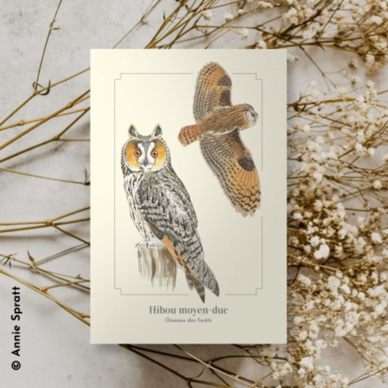 Hibou moyen-duc - Carte postale pédagogique