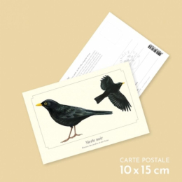 Merle noir - Carte postale pédagogique