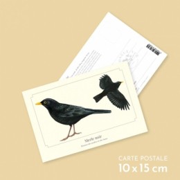 Merle noir - Carte postale pédagogique
