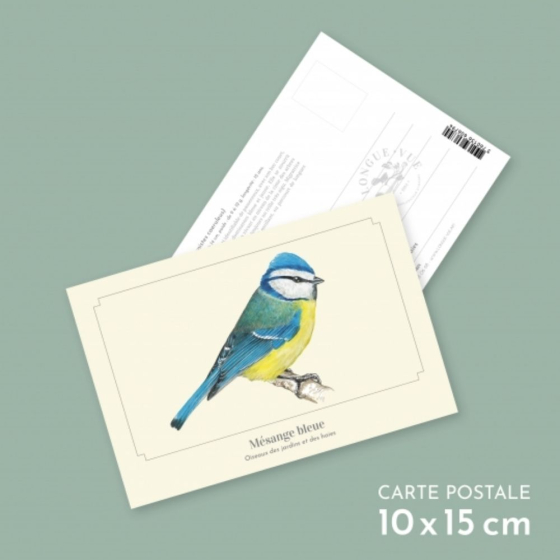 Mésange bleue - Carte postale pédagogique
