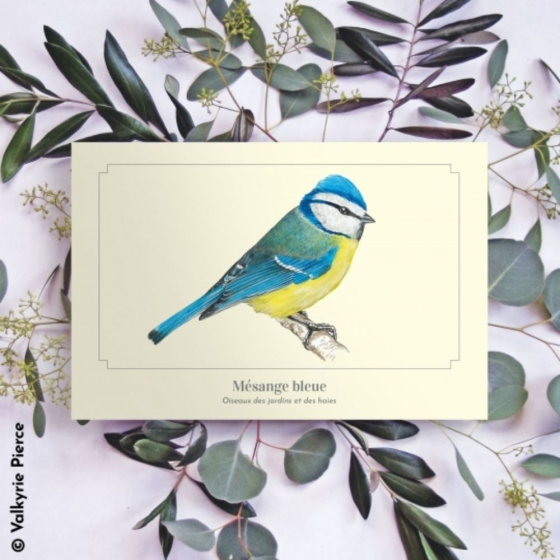 Mésange bleue - Carte postale pédagogique
