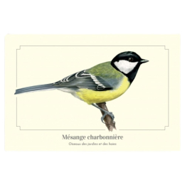 Mésange charbonnière - Carte postale pédagogique