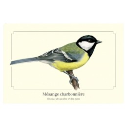 Mésange charbonnière - Carte postale pédagogique