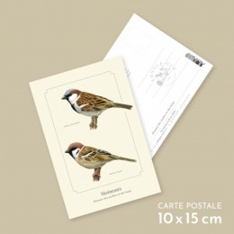 Moineaux - Carte postale pédagogique