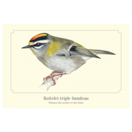 Roitelet triple-bandeau - Carte postale pédagogique