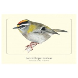 Roitelet triple-bandeau - Carte postale pédagogique